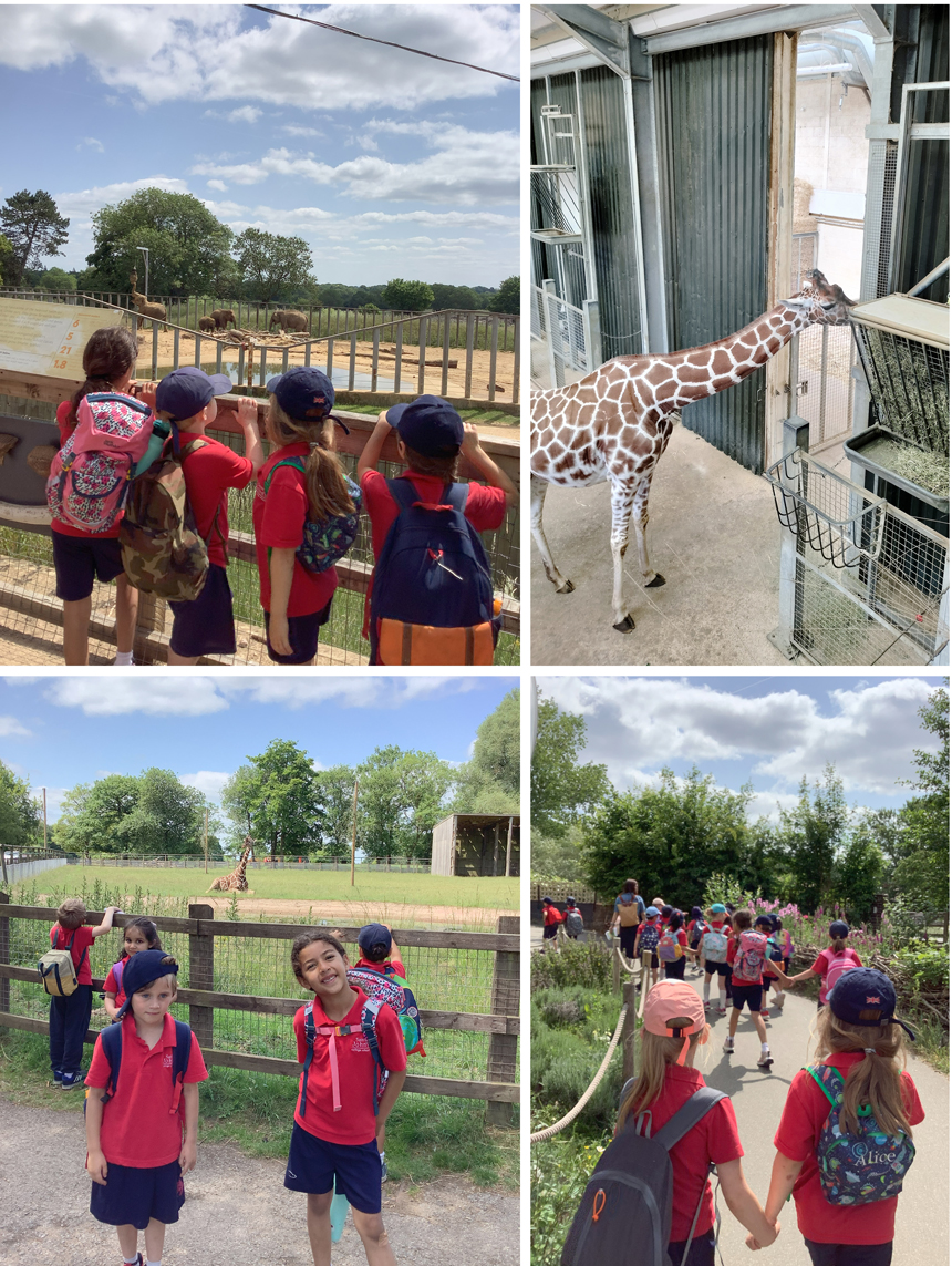 children walking around a zoo