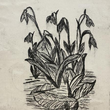 hindmarsh johanna (1)_3