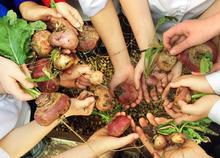 Eco Committee’s Allotment Harvest