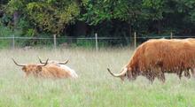 Orienteering and Park Management at Wandlebury