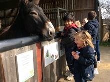 Kindergarten Trip to Hamerton Zoo 2019